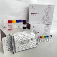 斑马鱼（Zebrafish）基质金属蛋白酶9（MMP-9）ELISA检测试剂盒(测酶活）