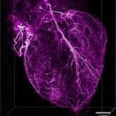 小鼠肾脏/心脏透明化成像服务