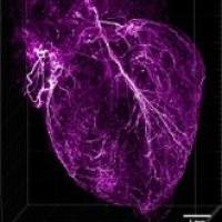 小鼠肾脏/心脏透明化成像服务