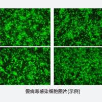 HPV 18 假病毒(GFP)