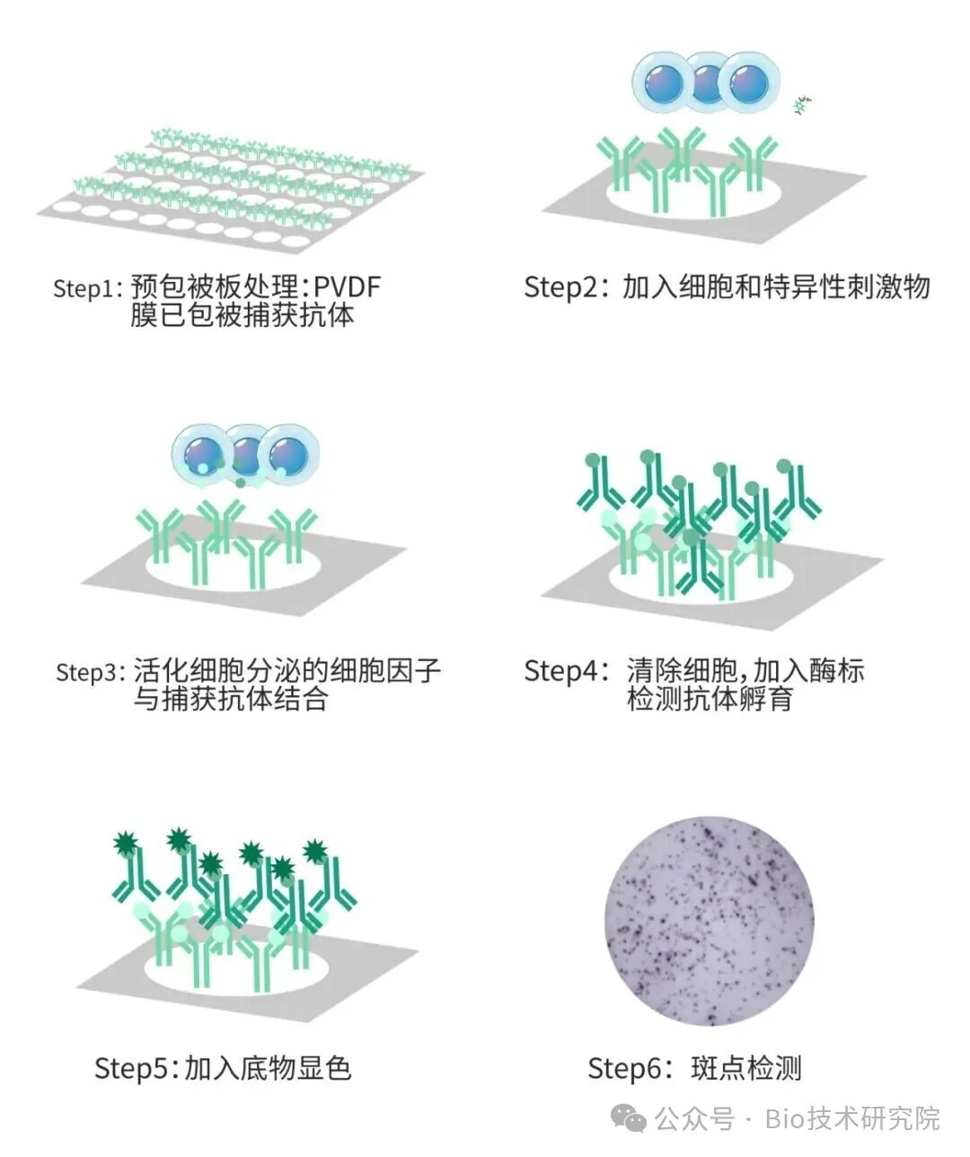 ELISpot技术：免疫研究的「显微镜」，精准捕捉百万分之一的细胞！