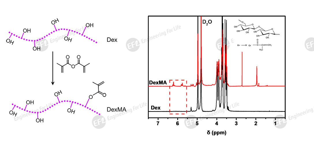 甲基丙烯酰化葡聚糖（DexMA）