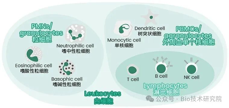 解决PBMC制备难题，手把手教你Ficoll离心，让免疫学实验数据登上顶刊
