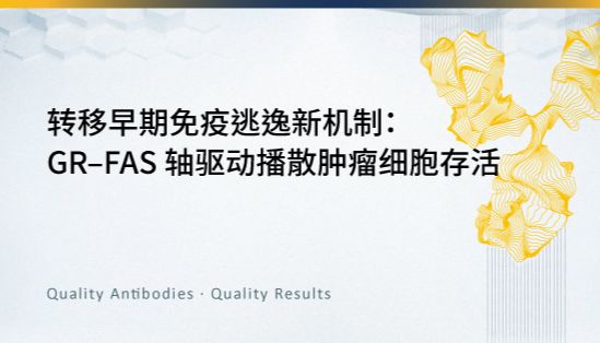 转移早期免疫逃逸新机制：GR–FAS 轴驱动播散肿瘤细胞存活