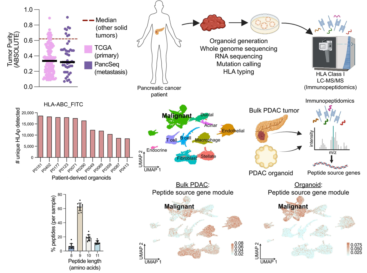 类器官模型实现对PDAC免疫肽组的高分辨解析