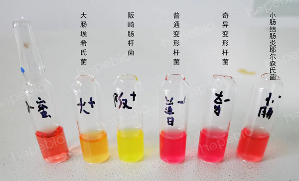 D-蜜二糖生化管的试验方法与现象
