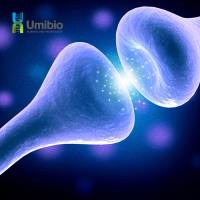 外泌体 GW4869 抑制剂