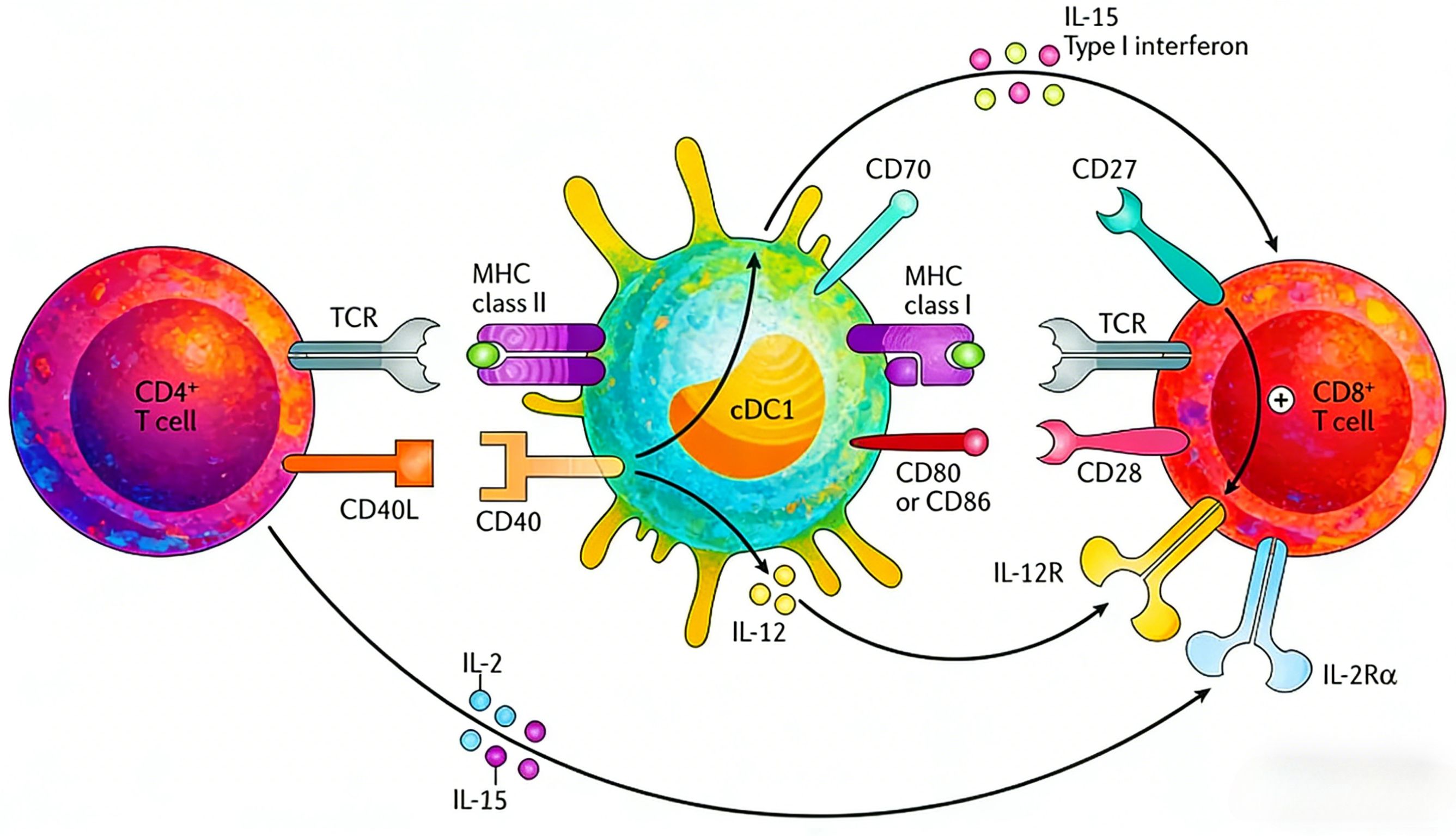 CD40L抗体如何调控免疫应答？
