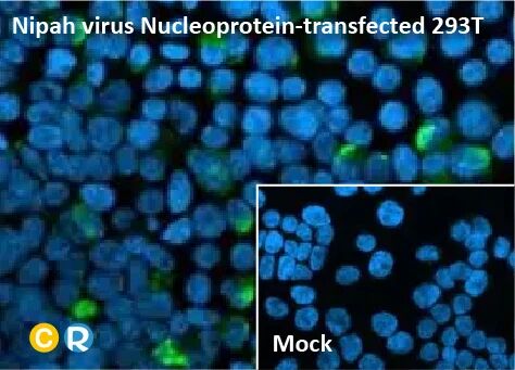 NiV nucleoprotein-transfected.jpg
