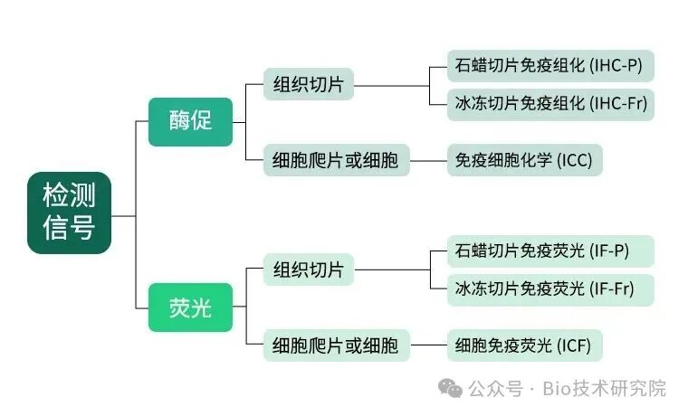 好奇！IHC、ICC和IF如何简单区分？一文理顺免疫组化3大核心实验技术原理
