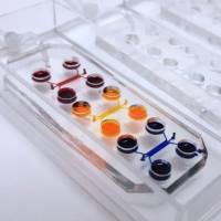 意大利BiomimX Srl 心脏器官芯片