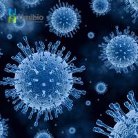 慢病毒溶解缓冲液