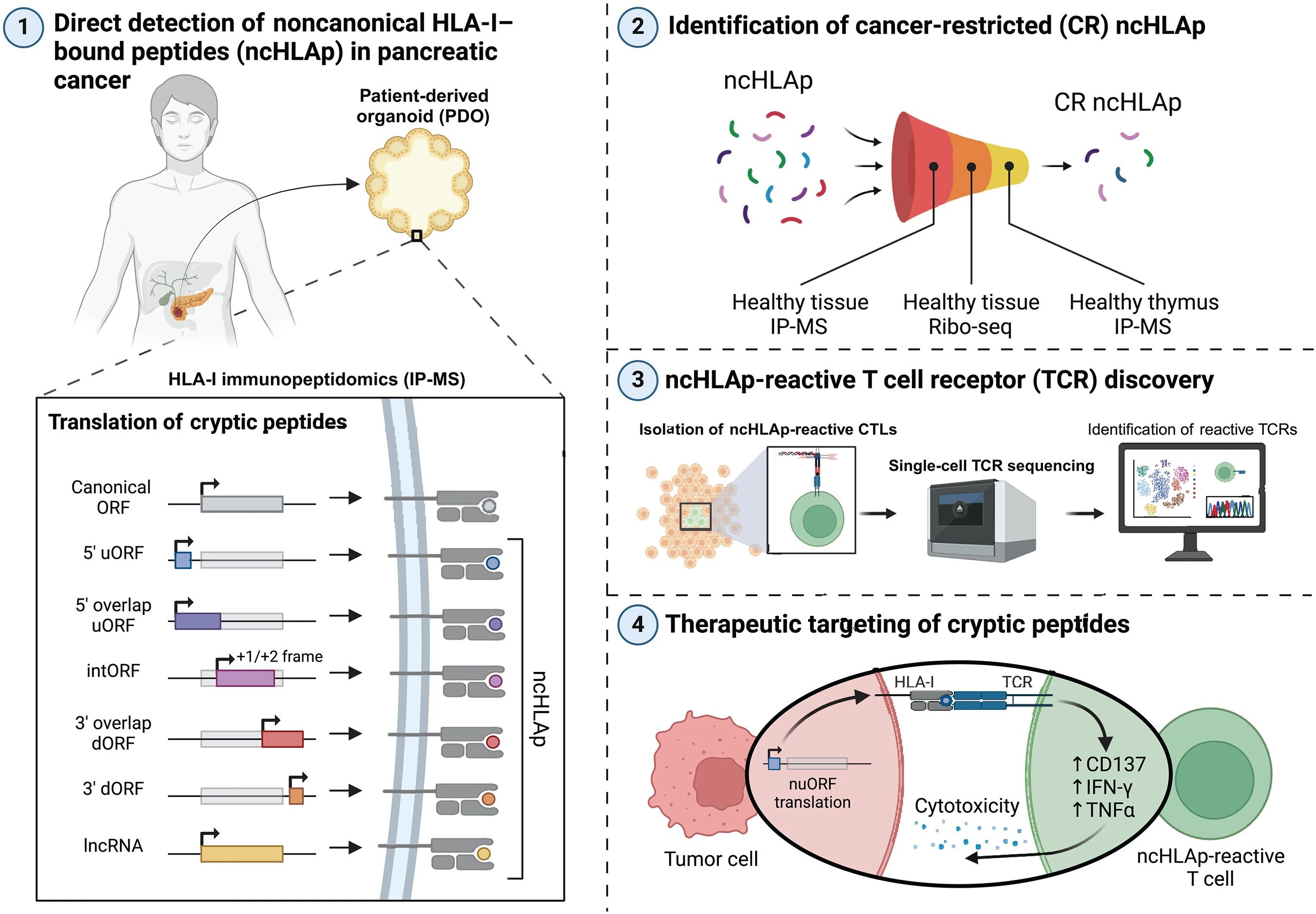 Science | 类器官免疫肽组学揭示胰腺癌隐秘抗原潜在靶点