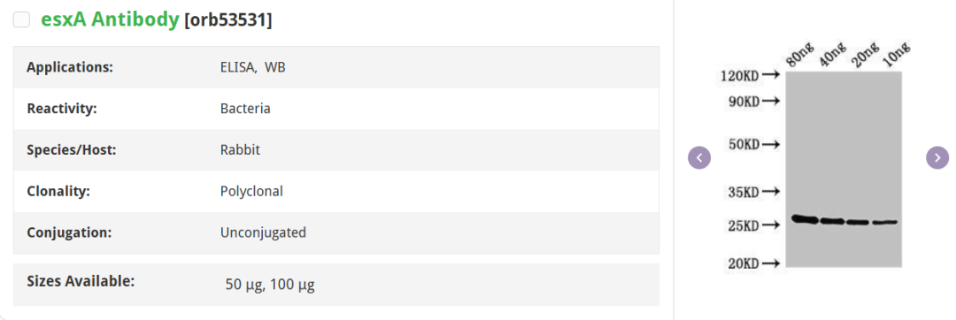 看见结核菌| 从染色革命到Biorbyt试剂，百年“看见”史与热门靶点全梳理