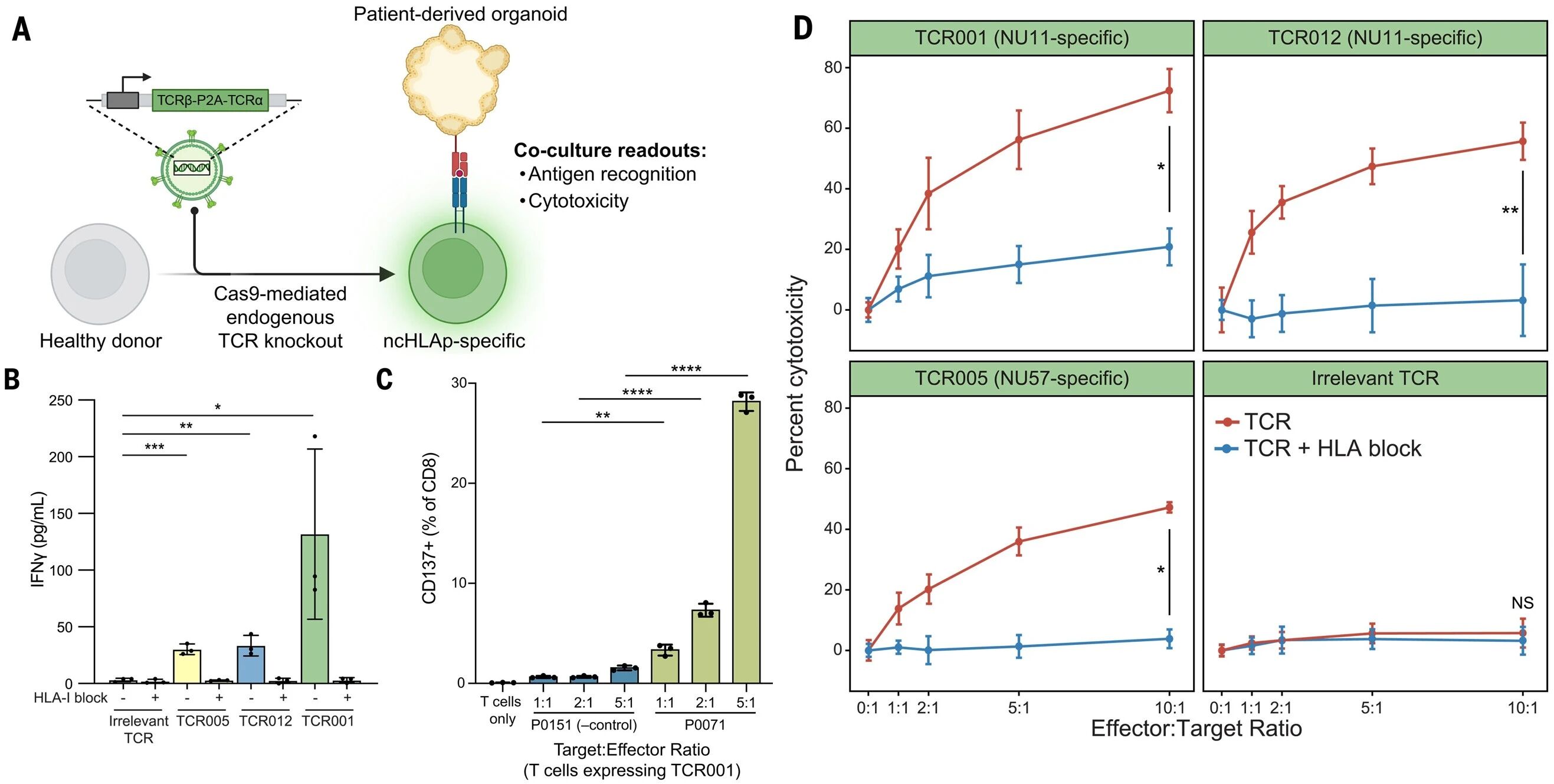 CR ncHLAp特异性T细胞能够识别并杀伤胰腺癌类器官