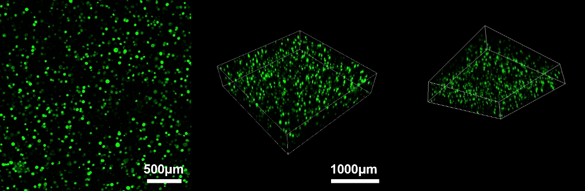 甲基丙烯酰化葡聚糖（DexMA）