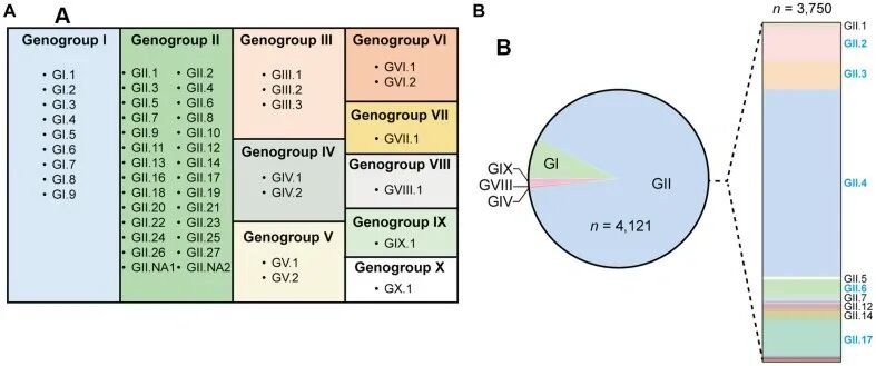 诺如病毒分类示意图，显示了十个已知的基因群（GI-GX）及其各自的基因型