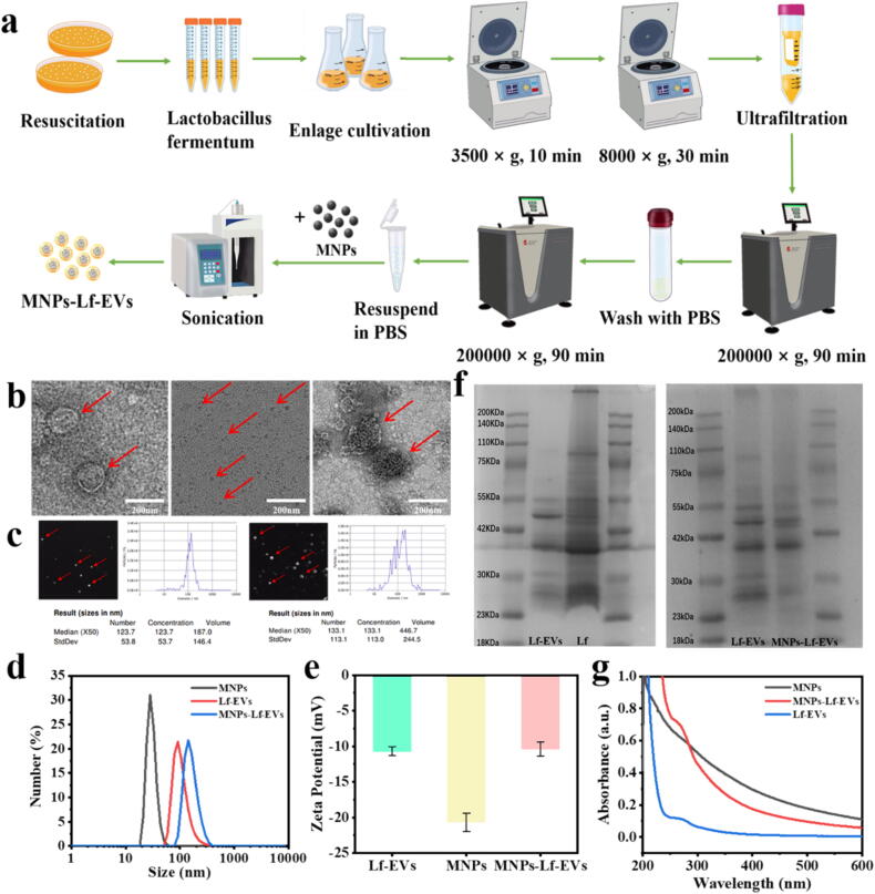 外泌体提取鉴定