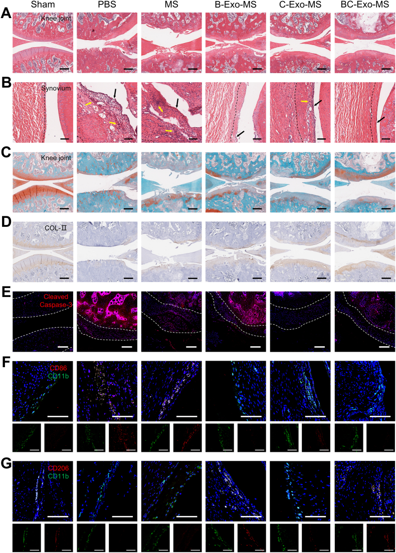 外泌体技术服务