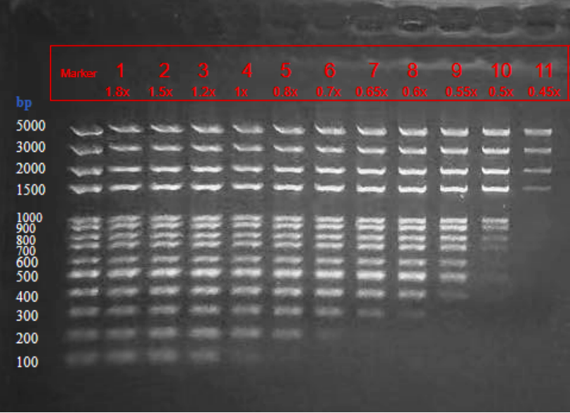精准分选，一步到位——领骏生物DNA片段分选磁珠FR0015助力高效建库