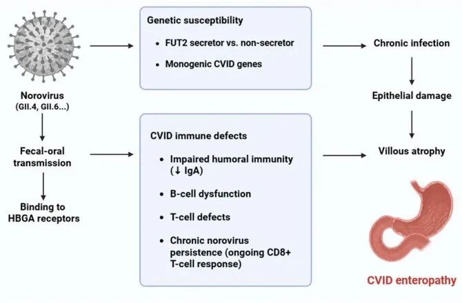 慢性诺如病毒感染并发CVID相关肠病的推测发病机制