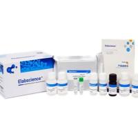 Human FGF7/KGF Antibody Pair Set