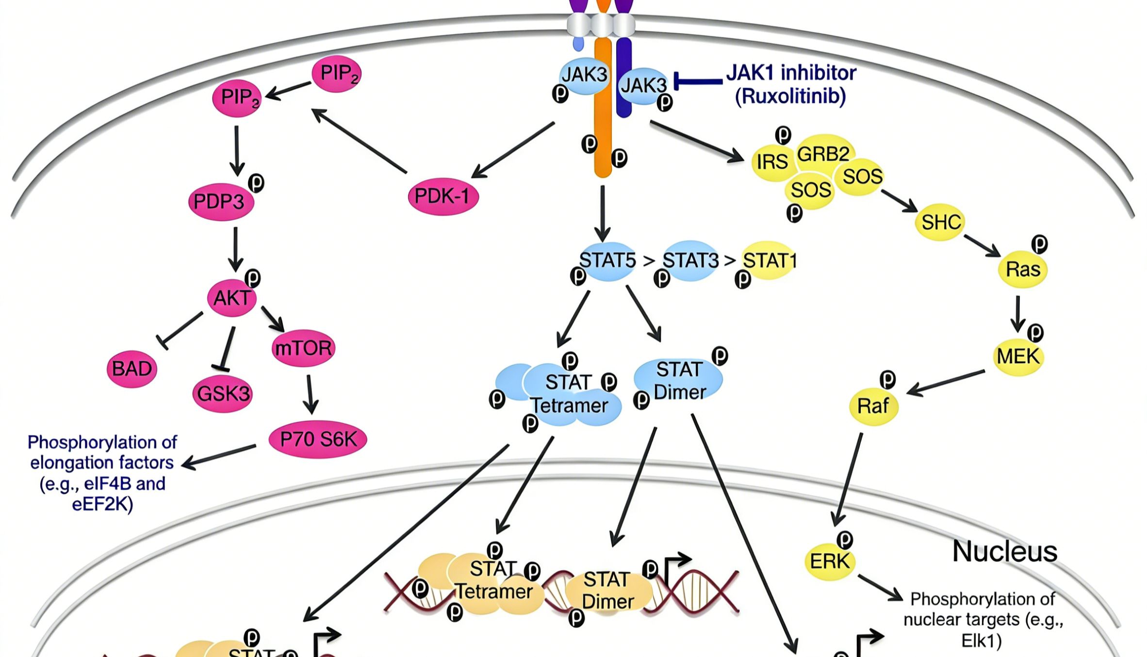 CD25抗体如何调控免疫平衡？