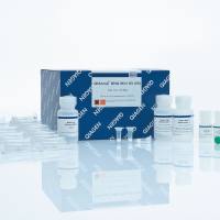 Qiagen货号51306人类组织和细胞DNA提取试剂盒19121878899上海睿安生物