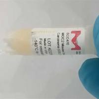 MB49 小鼠膀胱癌细胞系（MB49 Mouse Bladder Carcinoma Cell Line）