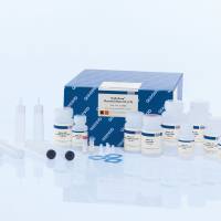 Qiagen货号12362质粒大提试剂盒EndoFree Plasmid Maxi Kit上海睿安生物19121878899