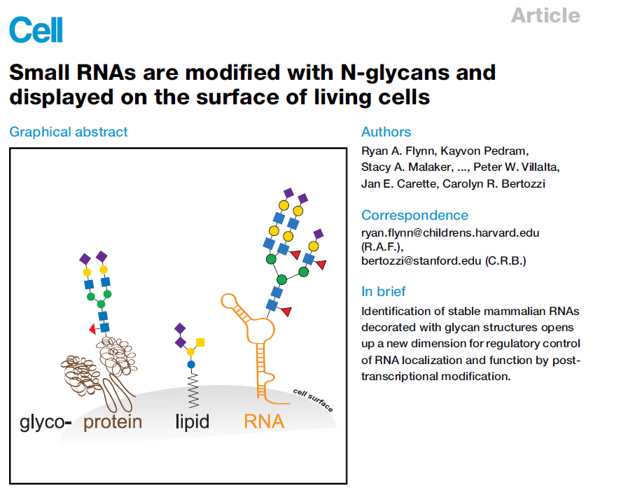 糖基化RNA测序GlycoRNA-seq方法速览