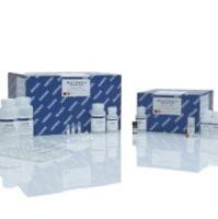 Qiagen货号51106血液DNA提取试剂盒QIAamp DNA Blood Mini Kit上海睿安生物19121878899