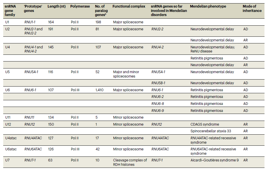 2分钟，带你了解这个有些小众的snRNA