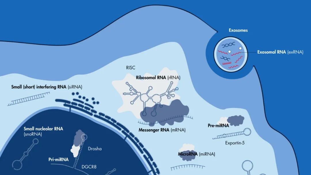 液体活检新风向？全面解锁sncRNA宇宙