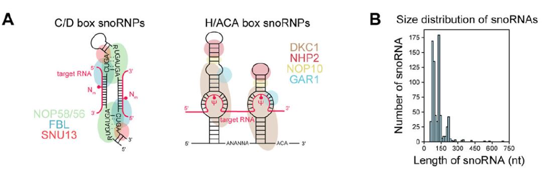 snoRNA 检测，解锁新靶点
