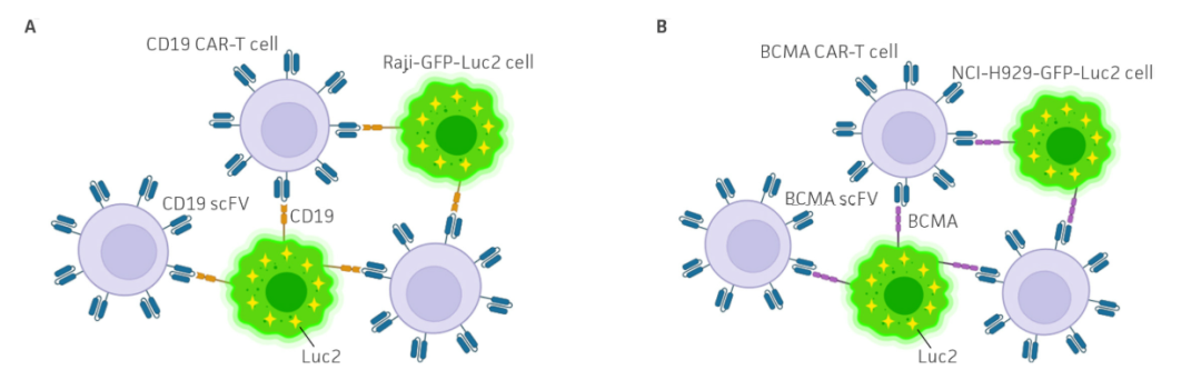 【ATCC新品】双荧光素报告癌症细胞系助力CAR-T细胞疗法