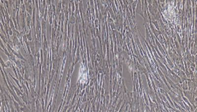 大鼠原代髓核细胞