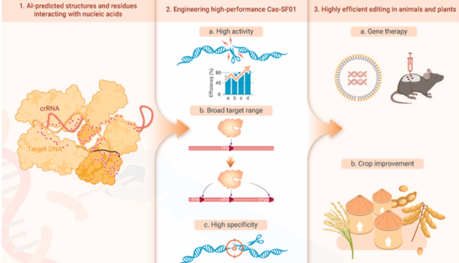 《创新》重磅：AI设计新型“基因剪刀”Cas-SF01，动物植物中实现高效精准编辑