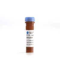 Anti-Rat CD86 (B7-2), PE (Clone:24F)检测试剂