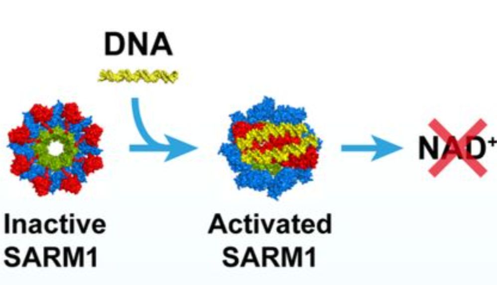 《细胞》重磅：轴突“刽子手”SARM1竟是DNA传感器，触发细胞死亡新机制