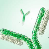 StarBright星光染料偶联抗体