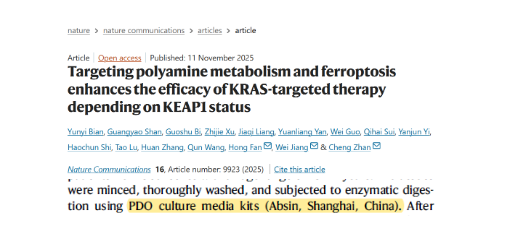 突破 KRAS 靶向治疗耐药：类器官模型助力 SAT1 - 多胺代谢铁死亡通路精准抗癌研究