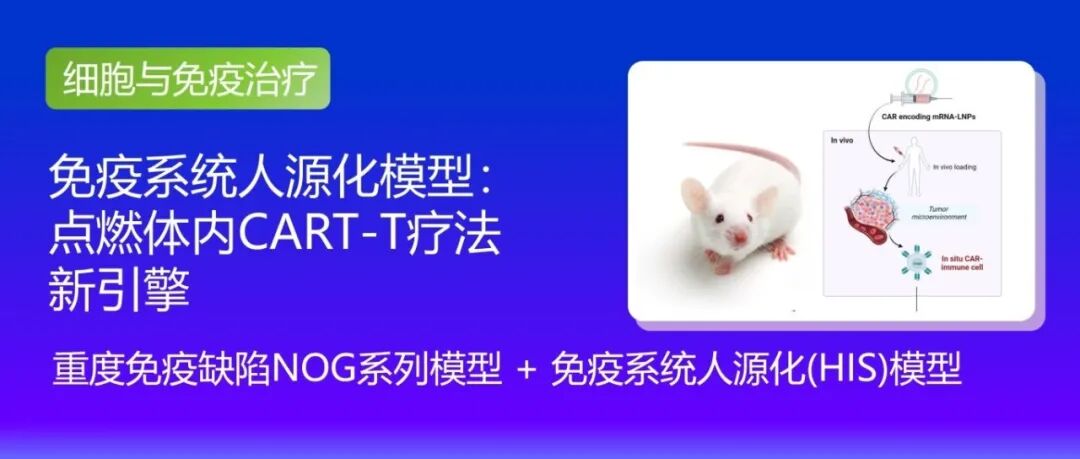 从“体外改造”到“体内智造”：人源化模型如何点燃新一代体内CAR-T疗法的引擎？