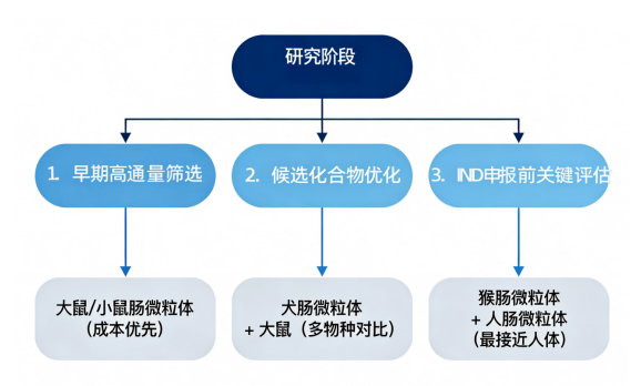 肠微粒体 2-2.png 肠微粒体 2-2.png