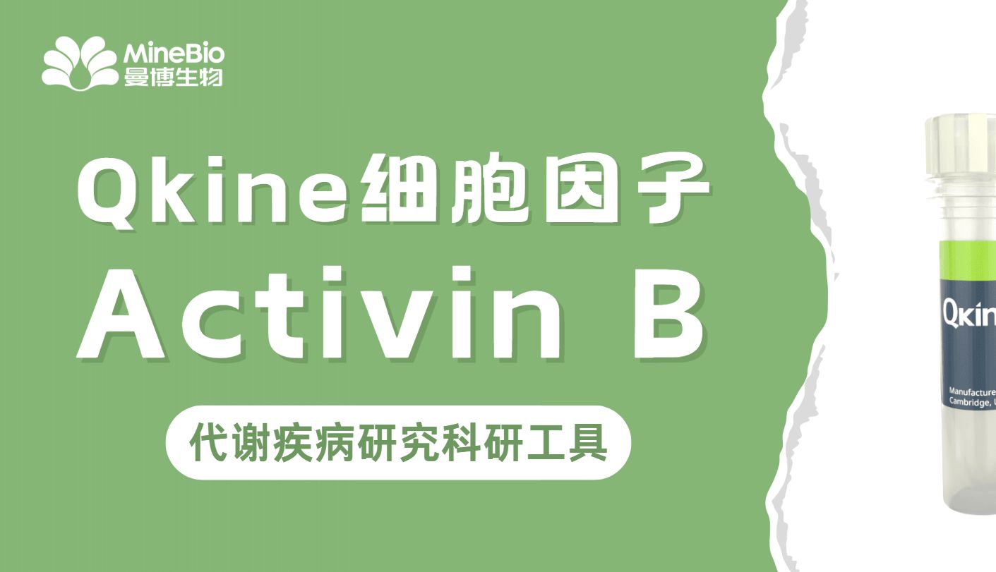 Qkine Activin B(Qk024)激活素B 重组蛋白｜代谢疾病研究