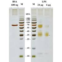 布氏杆菌LPS脂多糖天然提取抗原