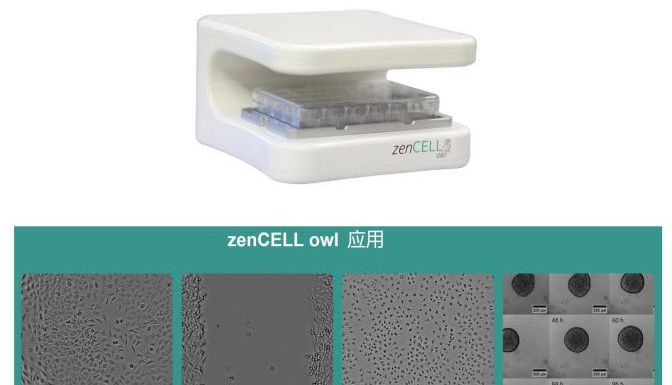 zenCELL owl 实时活细胞成像分析仪应用于HNSCC疗法优化研究