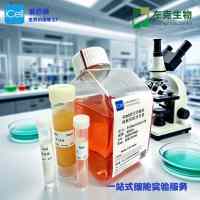小鼠骨骼肌成纤维细胞