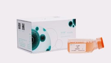 原代永生化人脐静脉内皮细胞（HUVEC）,突破原代细胞传代限制