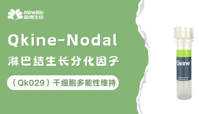Qkine Nodal（Qk029）淋巴结生长分化因子｜干细胞多能性维持